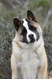 AKITA AMERICAIN 346